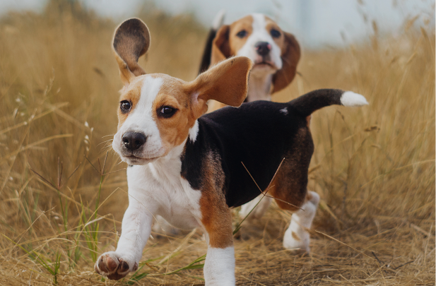 Beagle