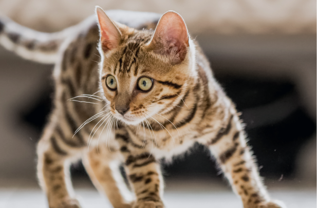 Bengal