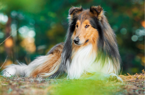 Collie