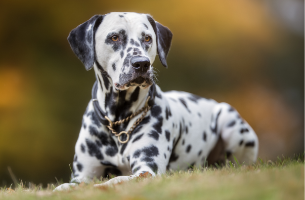 Dalmatian