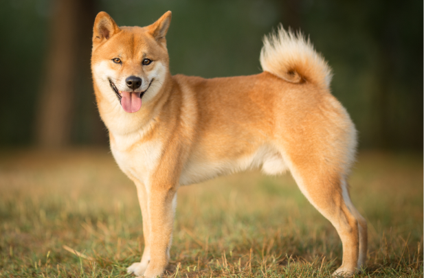 Shiba