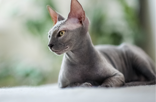 Sphynx
